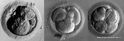 Kiemblazen vormen Embryonale blazen